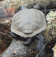 Trachemys scripta
