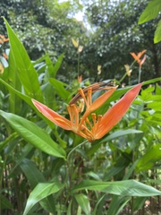 Heliconia psittacorum