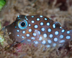 Canthigaster jactator