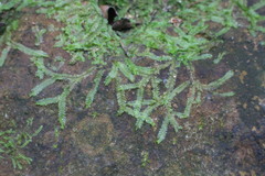 Lophocolea heterophylla