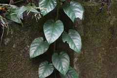 Cissus pteroclada