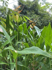 Heliconia psittacorum