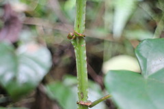 Cissus pteroclada