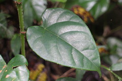 Cissus pteroclada
