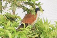 Centropus superciliosus burchellii