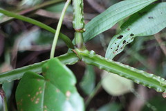 Cissus pteroclada
