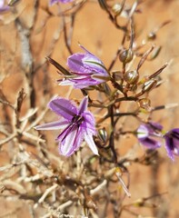 Thysanotus manglesianus