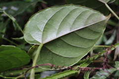 Cissus pteroclada