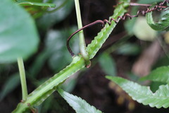 Cissus pteroclada
