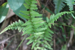 Lindsaea heterophylla