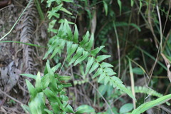 Lindsaea heterophylla