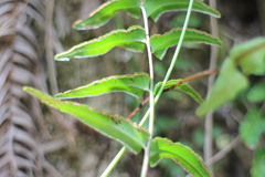 Lindsaea heterophylla