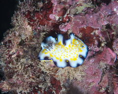 Hypselodoris imperialis