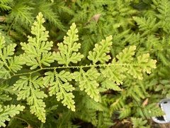 Selaginella willdenowii