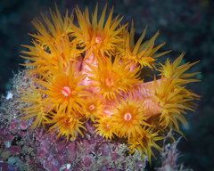 Tubastraea