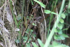 Lindsaea heterophylla