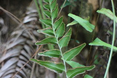 Lindsaea heterophylla