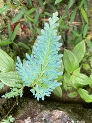 Selaginella willdenowii