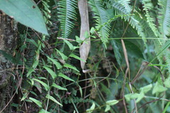 Lindsaea heterophylla