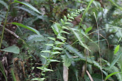 Lindsaea heterophylla