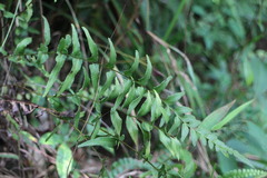Lindsaea heterophylla