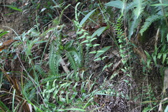 Lindsaea heterophylla