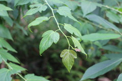 Lindsaea heterophylla