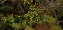 Cupressus pygmaea