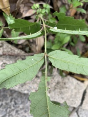 Aralia decaisneana