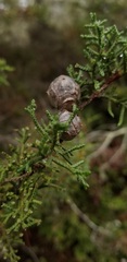 Cupressus pygmaea