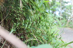 Lindsaea heterophylla