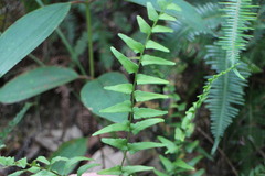 Lindsaea heterophylla