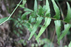 Lindsaea heterophylla