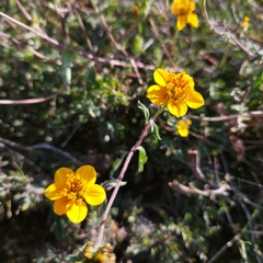 Sclerocarpus uniserialis