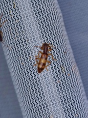 Cymatodera undulata
