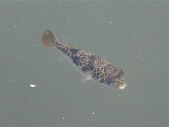 Tetractenos glaber