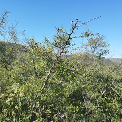 Celtis pallida