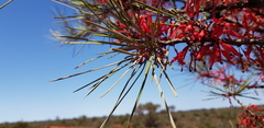 Grevillea sarissa