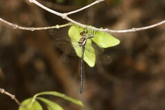 Eusynthemis nigra
