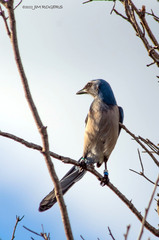 Aphelocoma coerulescens