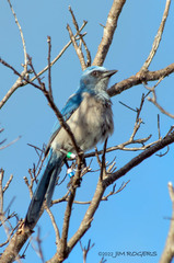 Aphelocoma coerulescens