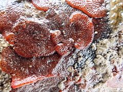 Watersipora subatra
