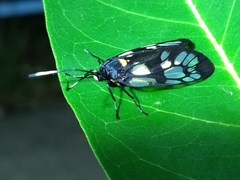 Trypanophora semihyalina