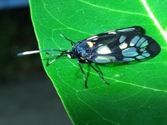 Trypanophora semihyalina