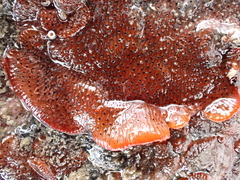 Watersipora subatra