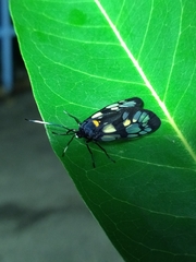 Trypanophora semihyalina