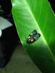 Trypanophora semihyalina