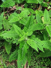 Urtica ferox