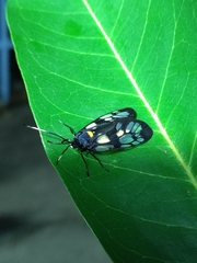 Trypanophora semihyalina