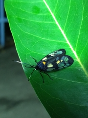 Trypanophora semihyalina